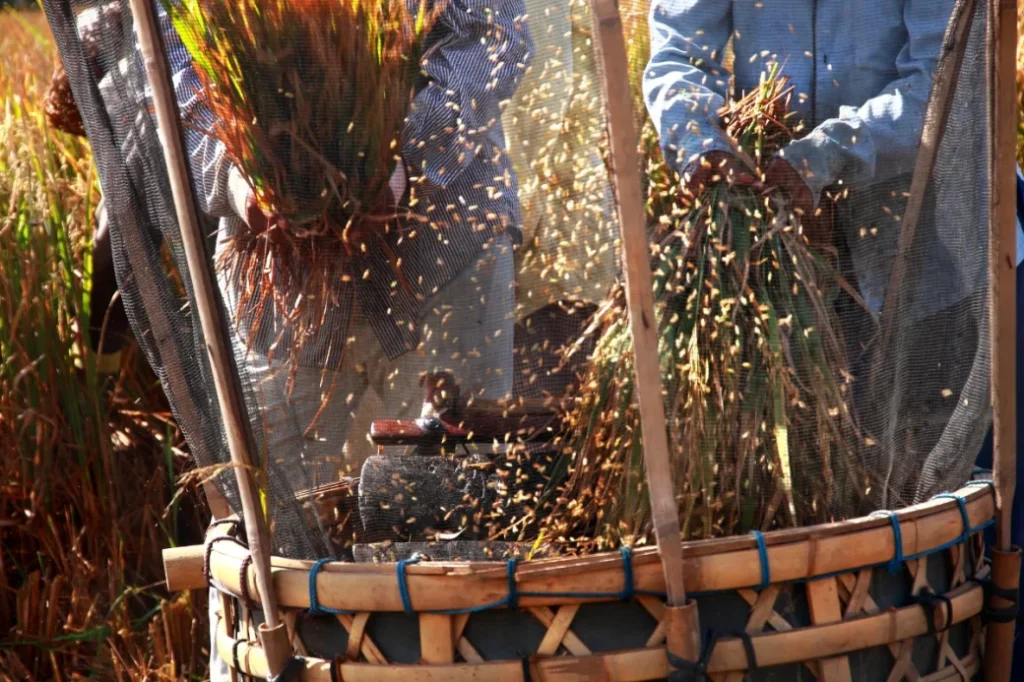 Karen Rice Harvesting Festival