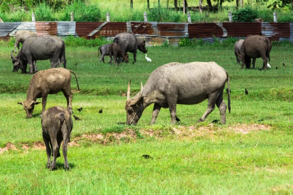 หมู่บ้านอนุรักษ์ควายไทย สุพรรณบุรี